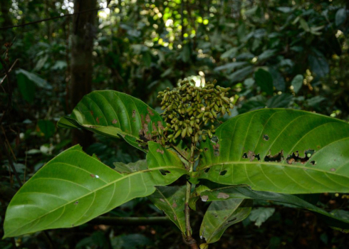 Corynathe yohimbe (Bujarník johimbe)