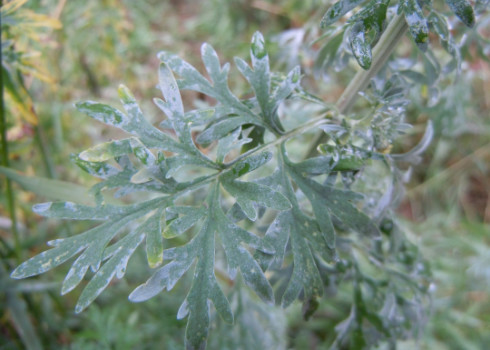 Artemisia absinthum (Pelyněk pravý)