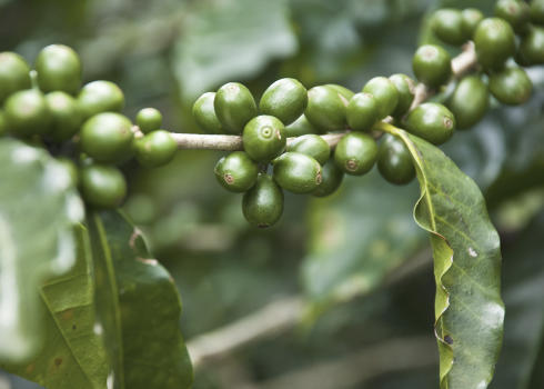 Coffea Arabica (Zelená Káva)