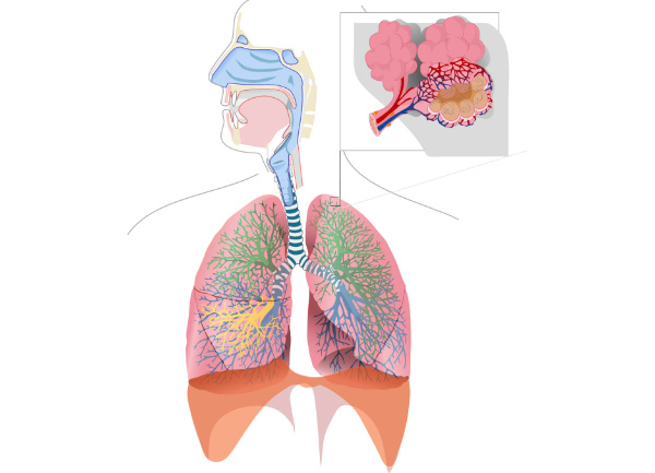 Dýchací systém