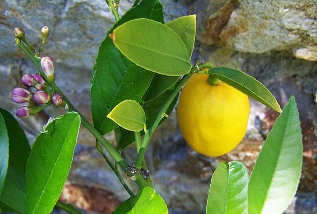 Citrusy su najviac obsahujucí kyselinu citrónovou