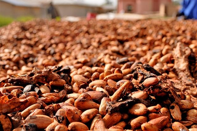 Sušenie kakaových bôbov