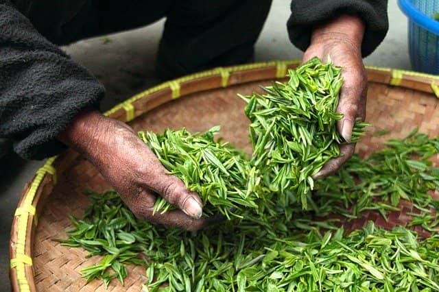 Kontrola kvality zeleného čaju